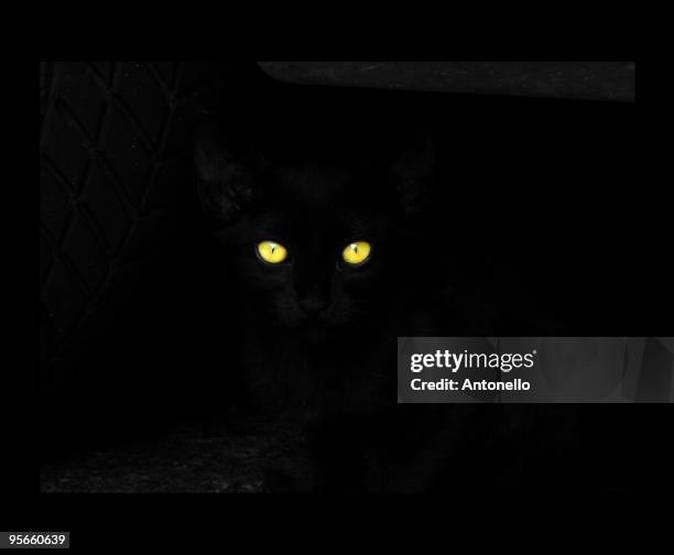 black cat, close-up of yellow eyes - black eye 個照片及圖片檔