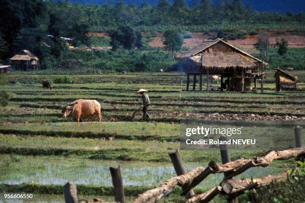 Paysan avec son buffle dans une rizière en juillet 1975 au Laos.