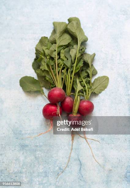 fresh radishes - radijs stockfoto's en -beelden