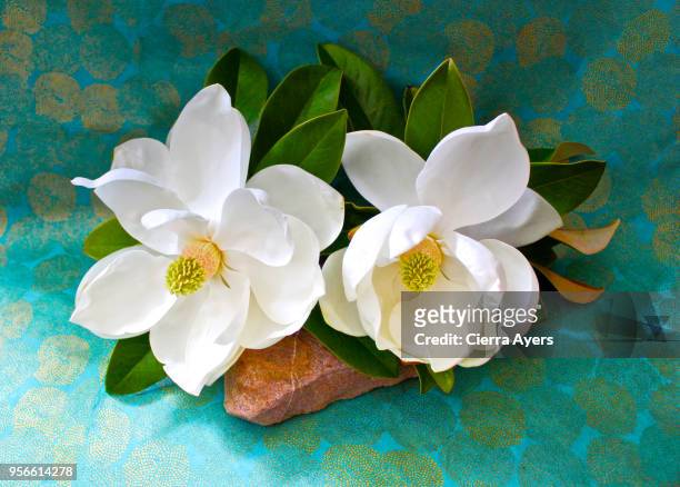 magnolia turq - magnolia stellata stockfoto's en -beelden