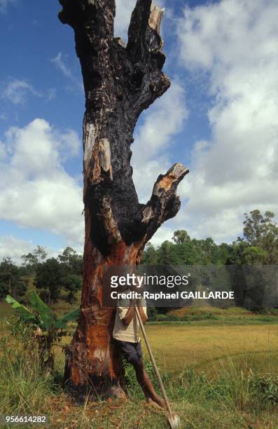 Paysan malgache devant un tronc d'arbre noirci par le feu, avril 1992, Madagascar.
