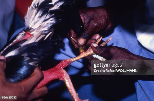 Eleveur ajoutant un ergot en métal à la patte de son coq de combat, en République dominicaine.