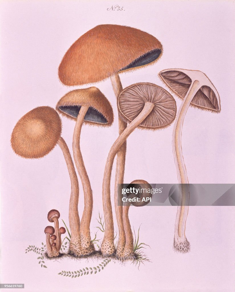 Gravure de botanique représentant des champignons