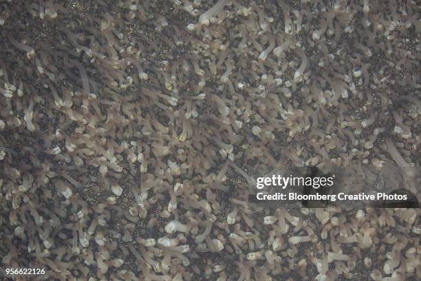 young geoducks sit in a tray at a hatchery - geoduck stock-fotos und bilder