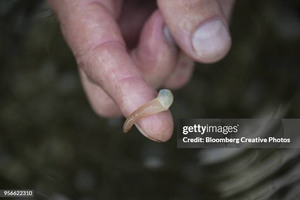 a worker displays a young geoduck - geoduck stock-fotos und bilder