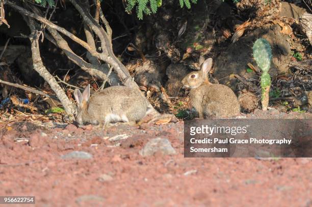 rabbits on ascension island, mid atlantic - île de l'ascension photos et images de collection