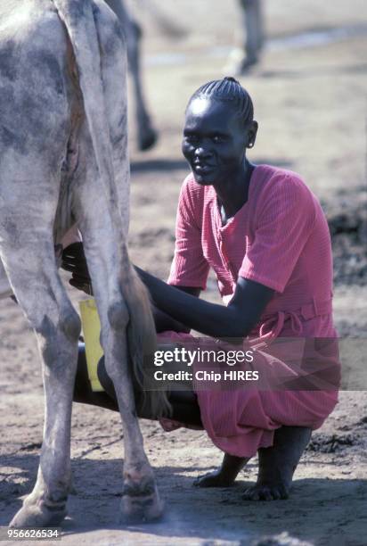 Jeune femme Dinka trayant une vache en octobre 1983 au Soudan.