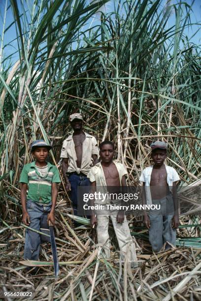 Coupeurs de canne à sucre dans un champ en décembre 1984 à Saint-Domingue en République dominicaine.