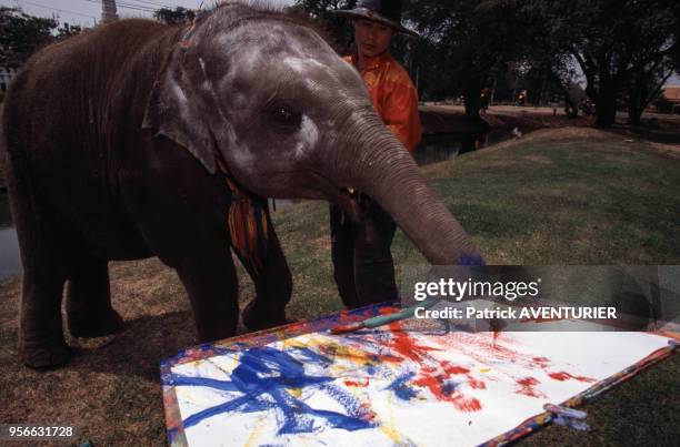 élephant peintre Nam Chok entrain de peindre un tableau en tenant le pinceau avec sa trompe en février 1999 à Ayutthaya, Thaïlande.