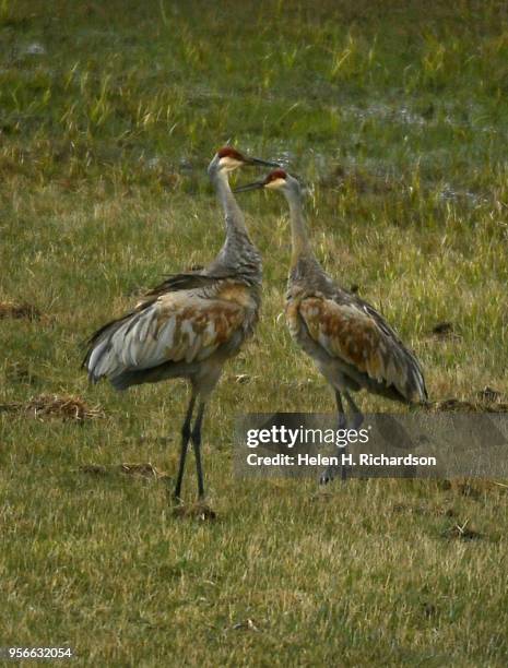 Pair of migrating Sandhill Cranes are seen in a marshy field along Colorado State Highway 9 between Silverthorne and Kremmling on May 3, 2018 in...