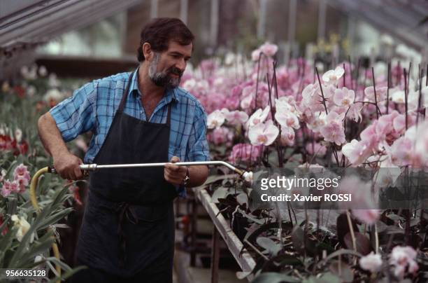 Arrosage d'une culture de Phalaenopsis - ou Orchidée papillon - en serre le 7 avril 1999 à Boissy-Saint-Léger, France.