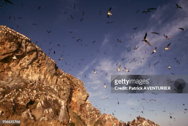 Oiseaux sur l'île du Connétable, réserve naturelle nationale par la richesse de sa faune, en septembre 1999, Guyanne française.