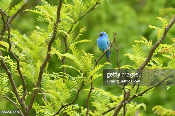 indigo bunting in the forest in texas - pájaro cantor fotografías e imágenes de stock