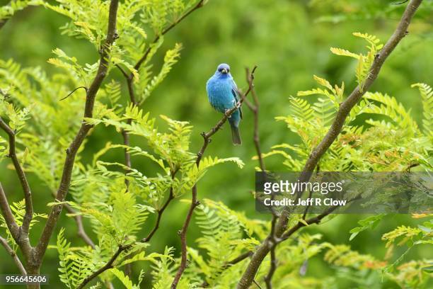 indigo bunting in the woods in texas - indigo bunting stock pictures, royalty-free photos & images