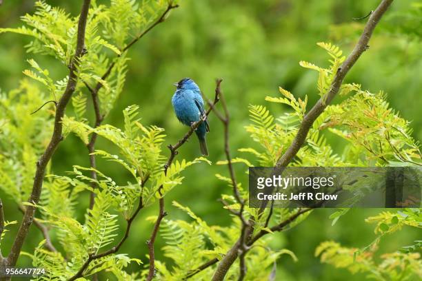 indigo bunting in the deep woods of texas - indigo bunting stock pictures, royalty-free photos & images