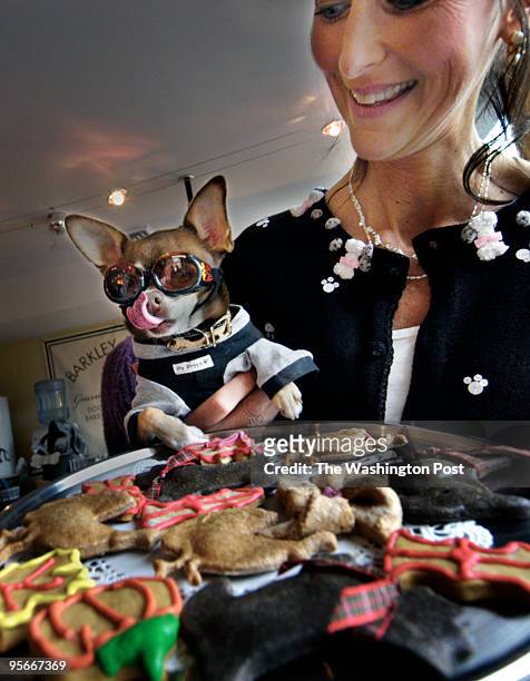 CoCo" the Chihuahua, held by Christina Bobertson licks his jaws as he is held up to a platter of decorative dog buscuits at the Barkley Square Dog...