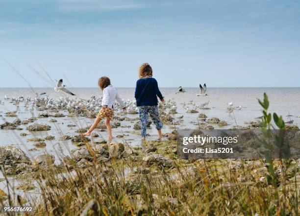 seascape and sisterhood - seagull food stock pictures, royalty-free photos & images