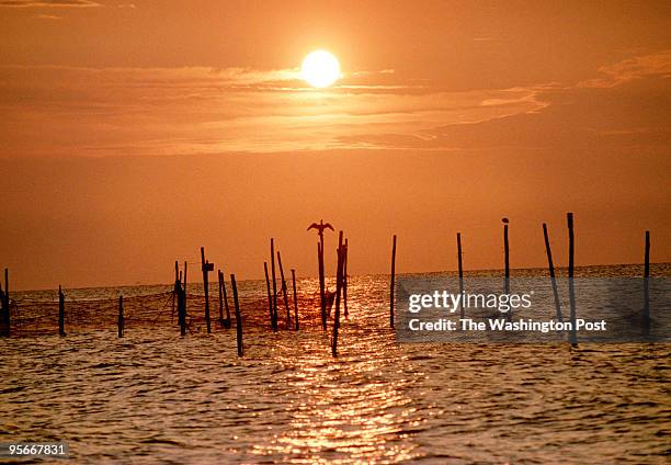 Sunrise over a fish trap of nets at Cedar Point Hollow on the Chesapeake Bay near Solomons, Md. Fishermen and watermen have reported high number of...