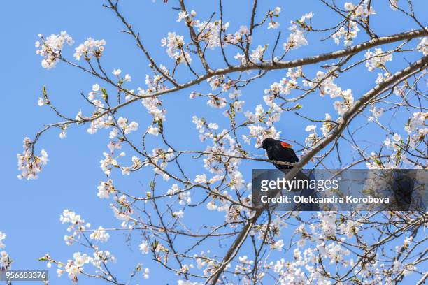 red-winged blackbird sitting and singing in a japanese cherry blossom tree. - abrigo rosa imagens e fotografias de stock