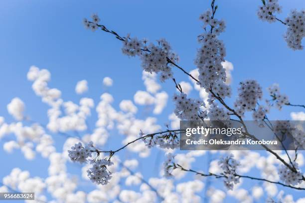 japanese cherry blossom trees in the morning light. - abrigo rosa imagens e fotografias de stock