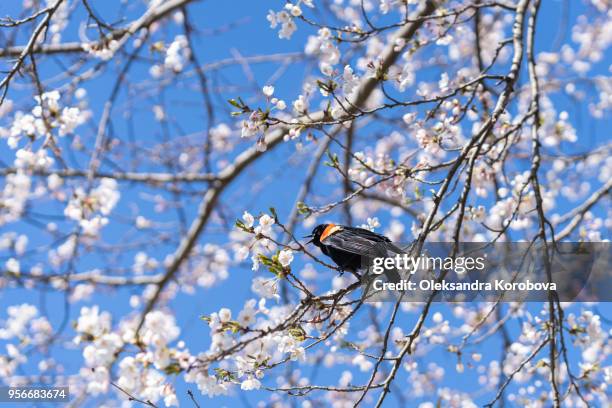 red-winged blackbird sitting and singing in a japanese cherry blossom tree. - abrigo rosa imagens e fotografias de stock