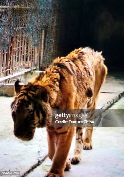 The tiger which killed a man walks in its cell in Xiongsen Bear and Tiger Mountain Village, a research and breeding base for endangered animals and...