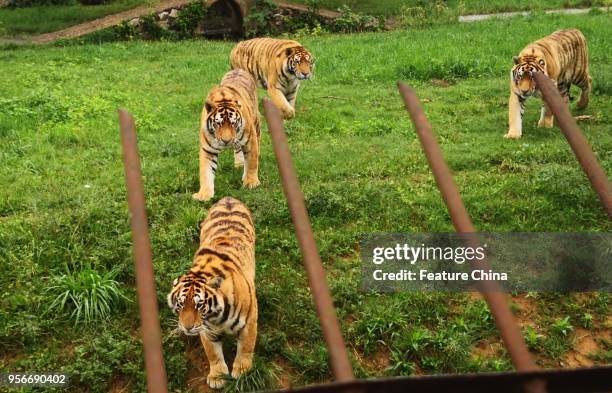 Tigers wander in Xiongsen Bear and Tiger Mountain Village, a research and breeding base for endangered animals and also a tourist attraction, in...