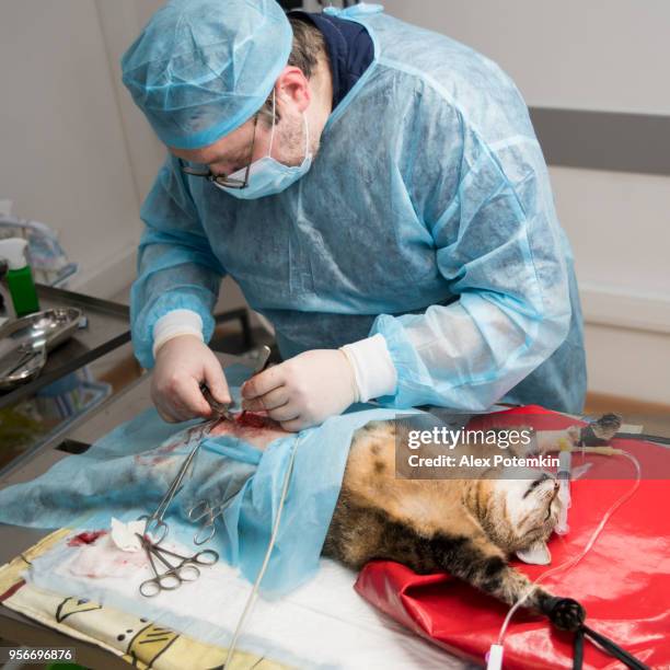 the surgery in the veterinary clinic. the veterinary doctor, the man, surgeon, operating the cat in the operational room. - needle injury stock pictures, royalty-free photos & images