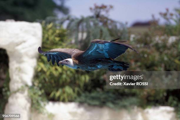 Vautour au zoo de Beauval le 10 juin 1998 à Saint-Aignan, France.