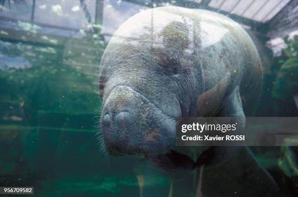 Un lamentin au zoo de Beauval le 10 juin 1998 à Saint-Aignan, France.