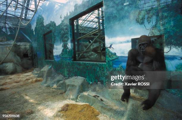 Gorille dans son enclos au zoo de Beauval le 10 juin 1998 à Saint-Aignan, France.