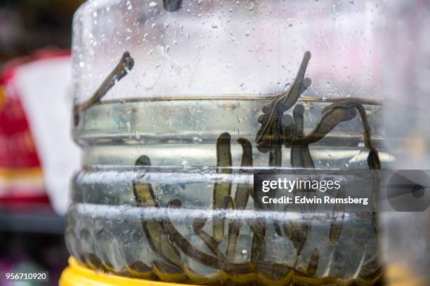 leeches - leech stock pictures, royalty-free photos & images