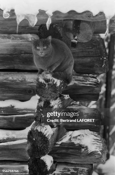 Le chat de Heinz Bennent à Gstaad en janvier 1981, Suisse.