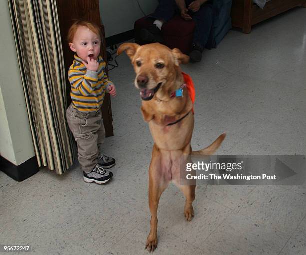 Faith, the dog. Trystan Louia, 21 months old, exclaims as Faith walks by at SERVE, a homeless shelter in Manassas. Faith was born without front legs...