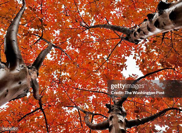 Leaves have turned bright red on this ornamental tree planted in the median of New Hampshire avenue in NW.