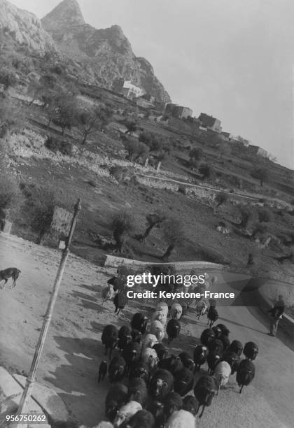 Troupeau de moutons sur la route de montagne à Lumio, Corse, France en mars 1935.