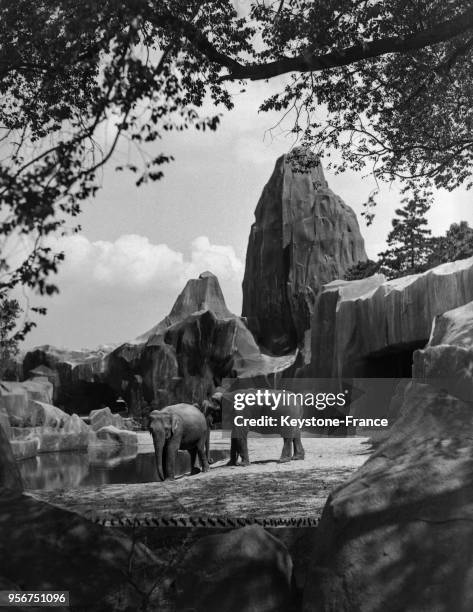 Les éléphants au zoo de Vincennes, France le 2 juin 1934.