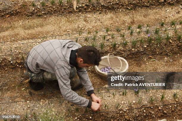 Le fils de Véronique Beaud récoltant la fleur de safran dans sa ferme des Cévennes le 4 novembre 2013, Saint-Jean-du-Pin, France.