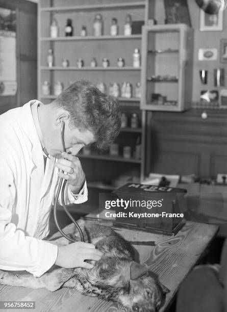 Dans la salle de consultation du dispensaire gratuit pour animaux malades, un vétérinaire examine un chien malade, sur la table une urne pour les...