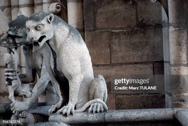 Gargouilles de la cathédrale Notre-Dame de Paris, en septembre 1988, France.