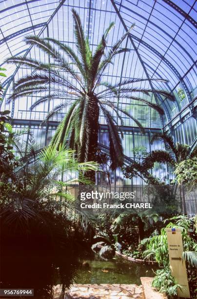 Intérieur tropical d'une serre du jardin d'Auteuil, dans le bois de Boulogne à Paris, France.