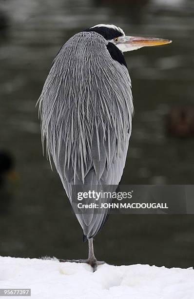 Grey Heron bird stands on one leg in the snow at Berlin's Zoologischer Garten zoo January 8, 2010. AFP PHOTO / JOHN MACDOUGALL