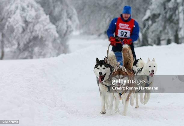 Musher Thomas Krause rides his sled dogs during the 2010 Pullman City Quest on January 10, 2010 in Hasselfelde, Germany. The competition counts as...