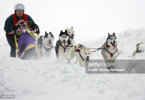 Musher Thomas Bohlmann rides his sled dogs during the 2010 Pullman City Quest on January 10, 2010 in Hasselfelde, Germany. The competition counts as...