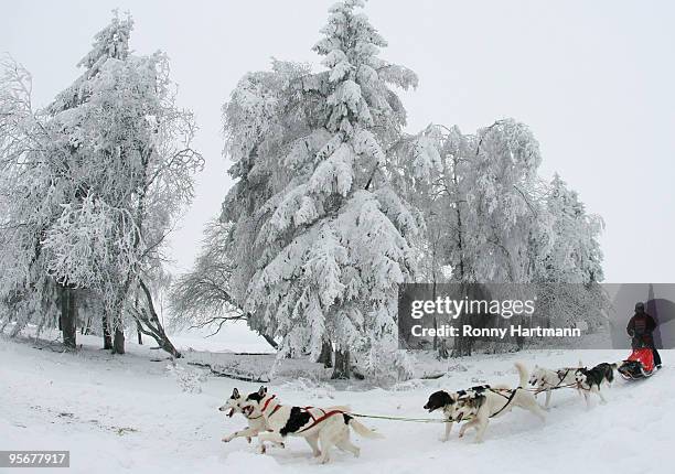 Musher Peggy Branse rides her sled dogs during the 2010 Pullman City Quest on January 10, 2010 in Hasselfelde, Germany. The competition counts as one...