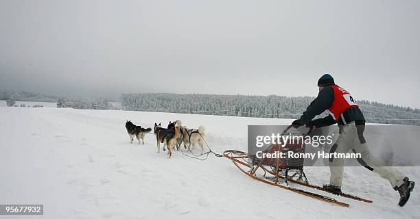 Musher Tina Hanke rides her sled dogs during the 2010 Pullman City Quest on January 10, 2010 in Hasselfelde, Germany. The competition counts as one...