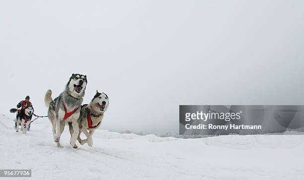 Musher rides his sled dogs during the 2010 Pullman City Quest on January 10, 2010 in Hasselfelde, Germany. The competition counts as one...
