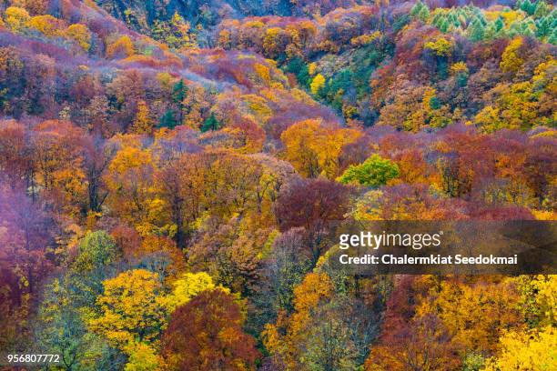 beautiful autumn scene in japan - préfecture de miyagi photos et images de collection