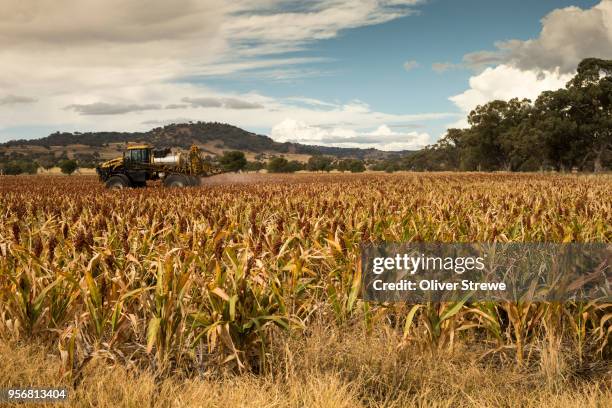 sorghum field - sorghum fotografías e imágenes de stock