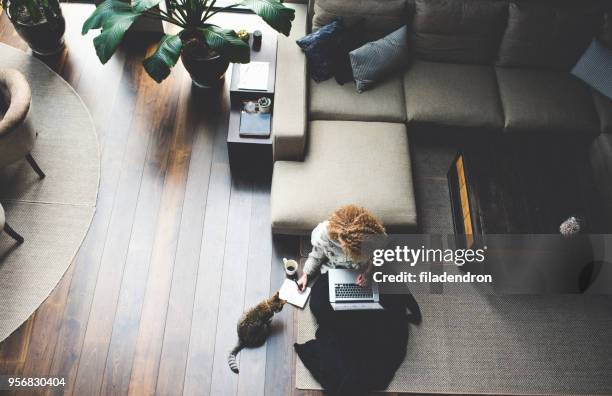 werk thuis - cat laptop stockfoto's en -beelden